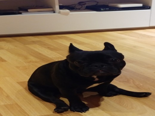 Mi querido django y su postureo ante la cámara.
